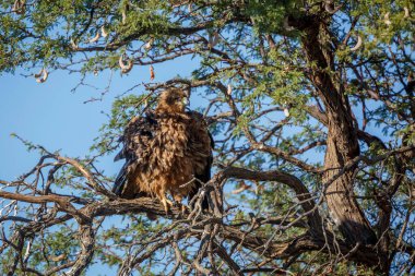 Güney Afrika 'daki Kgalagadi sınır ötesi parkında bir ağaçta sallanan Tawny Eagle; Accipitridae familyasından Specie Aquila rapax
