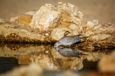 Halka boyunlu güvercin yan görüntüsü, Güney Afrika 'daki Kgalagadi sınır ötesi parkında yansıması olan su birikintisinde içiyor; Columbidae ailesinden Specie Streptopelia capicola