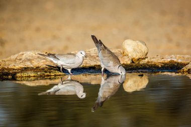 Güney Afrika 'daki Kgalagadi sınır ötesi parkında yansıması olan iki Halka boyunlu güvercin Columbidae familyasından Specie Streptopelia capicola.