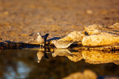 Güney Afrika 'daki Kgalagadi sınır ötesi parkında, Columbidae familyasının Specie Streptopelia capicola ailesinde şafak vakti yansıyan iki Halka boyunlu güvercin.