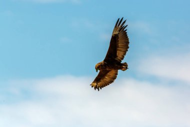 Güney Afrika 'daki Kgalagadi transfrontier parkında mavi gökyüzünde izole edilmiş olan Bateleur Eagle yavrusu; Accipitridae familyasından Specie Terathopius ecaudatus