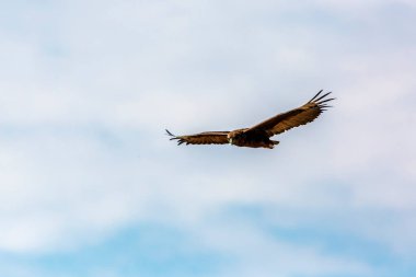 Güney Afrika 'daki Kgalagadi transfrontier parkında mavi gökyüzünde izole edilmiş olan Bateleur Eagle yavrusu; Accipitridae familyasından Specie Terathopius ecaudatus