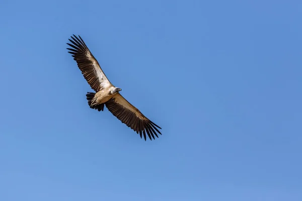 Vulture Flight Isolated Blue Sky Kgalagadi Transfrontier Park South Africa — Stock fotografie