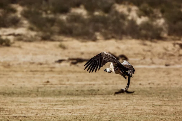 White Backed Vulture Flight Taking Kgalagadi Transfrontier Park South Africa — Stock Photo, Image