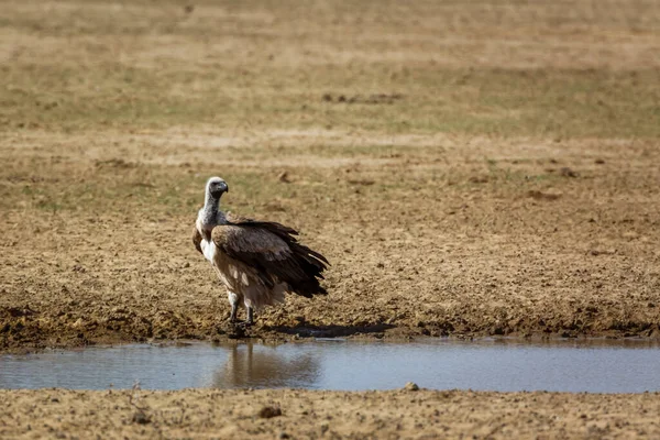 White Backed Vulture Standing Waterhole Kgalagadi Transfrontier Park South Africa — Stock Photo, Image