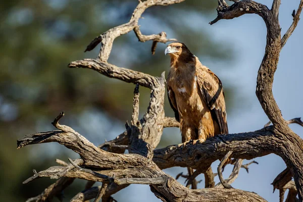 Tawny Eagle Standing Log Kgalagadi Transfrontier Park South Africa Specie — Stock Photo, Image