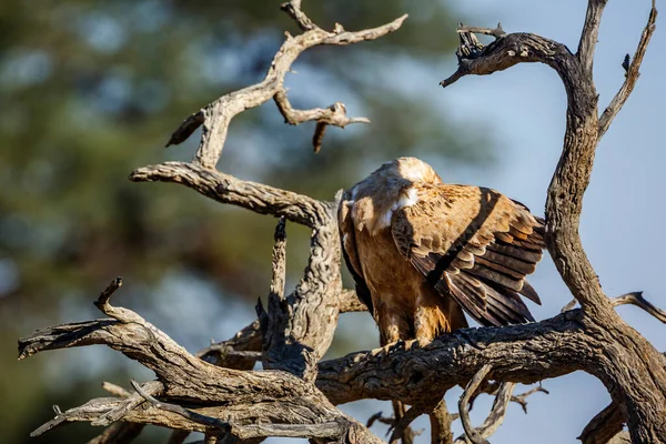 Tawny Eagle Preening Een Stam Kgalagadi Transborder Park Zuid Afrika — Stockfoto