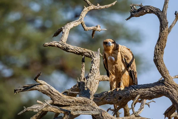 Tawny Eagle Staande Vooraanzicht Een Stam Kgalagadi Grensoverschrijdend Park Zuid — Stockfoto