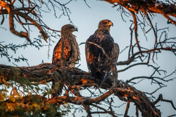 Två Tawny Eagle Vuxen Och Ung Ett Träd Kgalagadi Gränsöverskridande — Stockfoto