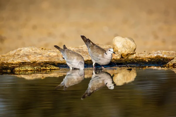 Two Ring Necked Dove Waterhole Reflection Kgalagadi Transfrontier Park South — Stock Photo, Image