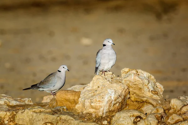 Twee Ringnekduif Rots Het Woestijngebied Het Grensgebied Van Kgalagadi Zuid — Stockfoto