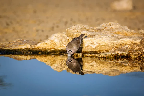 环颈鸽子前景在水坑中畅饮 倒映在南非Kgalagadi跨界公园 哥伦比亚毛毛毛虫特科 — 图库照片