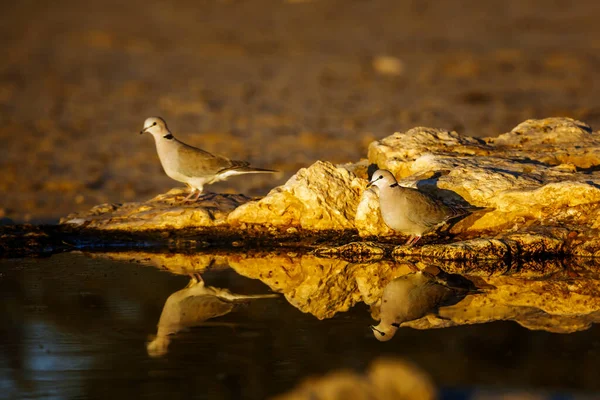 Twee Ringnekduif Waterput Met Reflectie Bij Dageraad Kgalagadi Grensoverschrijdend Park — Stockfoto