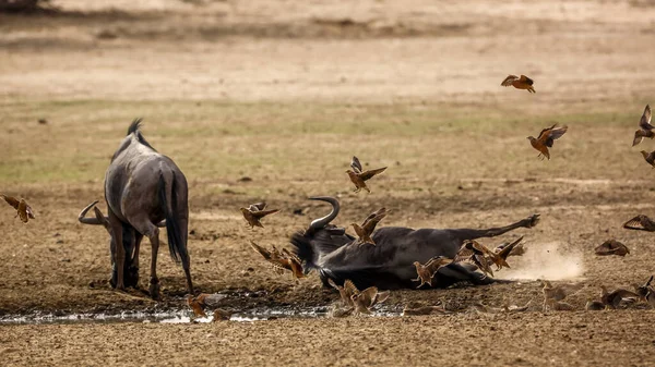 Gruppe Von Namaqua Sandhühnern Fliegt Über Blaue Gnus Die Auf — Stockfoto