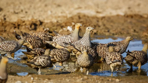 Güney Afrika Daki Kgalagadi Sınır Ötesi Parkında Birikintisinde Içen Namaqua — Stok fotoğraf