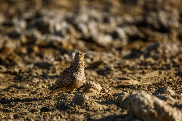 Namaqua Sandgrouse Female Walking Dry Land Kgalagadi Transfrontier Park South — Foto de Stock