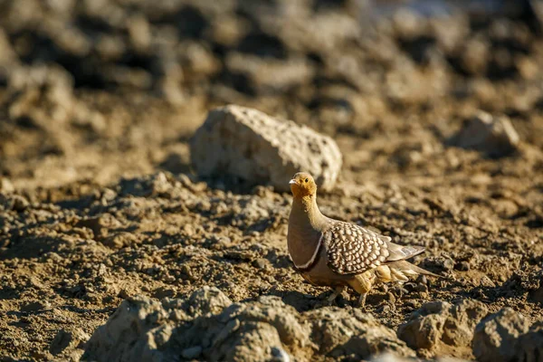 Namaqua Sandgrouse Male Walking Dry Land Kgalagadi Transfrontier Park South —  Fotos de Stock