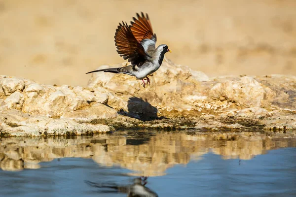 Namaqua Dove flying over waterhole in Kgalagadi transfrontier park, South Africa; Specie Oena capensis family of Oena capensis