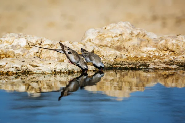 Two Namaqua Dove Drinking Waterhole Kgalagadi Transfrontier Park South Africa — Stock Photo, Image