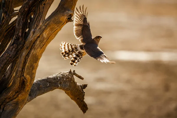 Gabar Goshawk Voando Para Longe Parque Transfronteiriço Kgalagadi África Sul — Fotografia de Stock