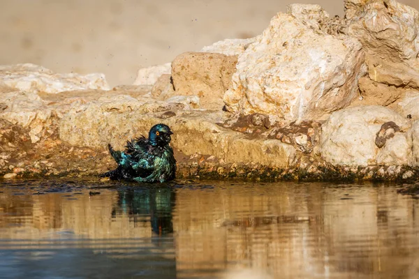 在南非Kgalagadi跨界公园的水坑中洗澡的Glossy Starling角 特别是Sturnidae的Lamprotornis Nitens科 — 图库照片