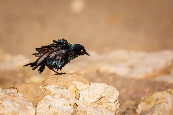Cape Glossy Starling Shaking Bathing Kgalagadi Transfrontier Park South Africa — Stock Photo, Image