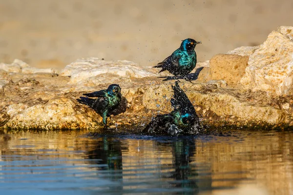 Három Cape Glossy Starling Fürdés Víznyelőben Kgalagadi Határokon Átnyúló Parkban — Stock Fotó