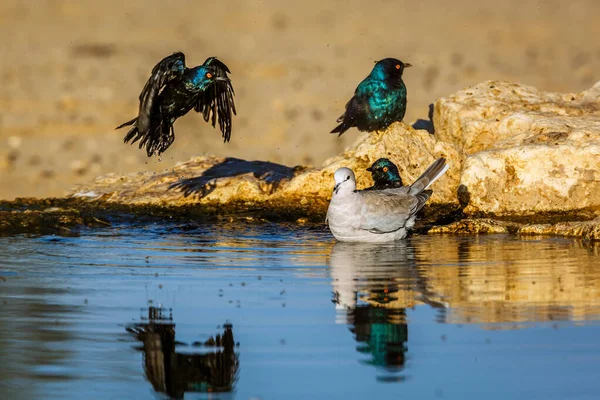 Pomba Pescoço Anelado Cabo Starling Lustroso Num Buraco Água Parque — Fotografia de Stock