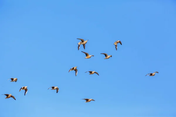 Herde Des Burchell Auerhuhns Flug Isoliert Blauen Himmel Kgalagadi Grenzpark — Stockfoto