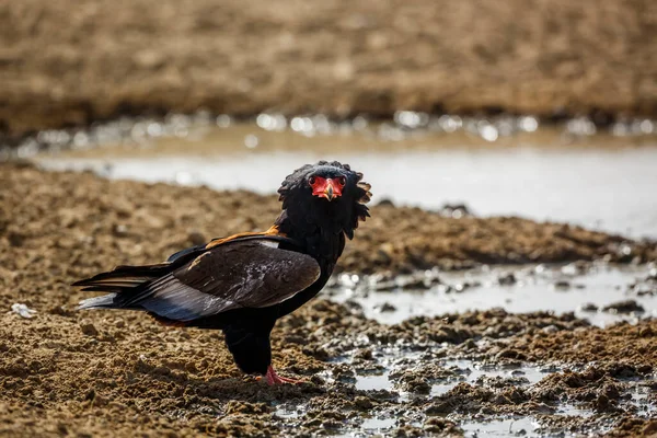 Bateleur Eagle Drinking Waterhole Kgalagadi Transfrontier Park South Africa Specie — 图库照片