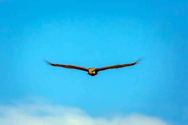 Bateleur Eagle Juvenile Flight Isolated Blue Sky Kgalagadi Transfrontier Park — Stock Photo, Image