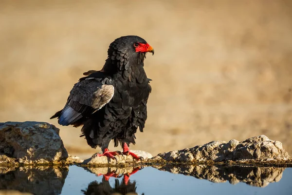 Bateleur Örn Främre Vid Vattenhål Kgalagadi Gränsöverskridande Park Sydafrika Specie — Stockfoto