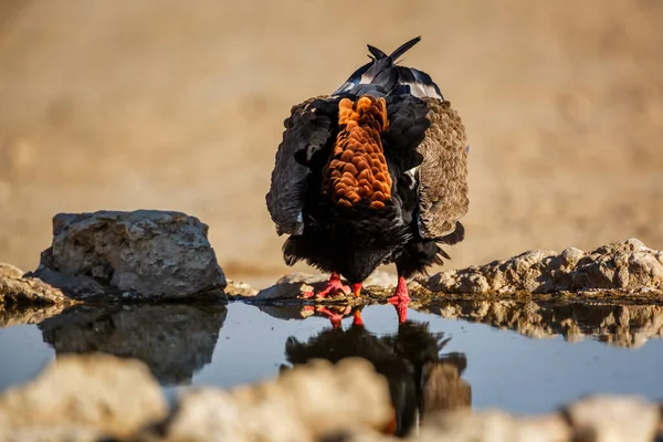 Bateleur Eagle Grooming Front View Waterhole Kgalagadi Gränsöverskridande Park Sydafrika — Stockfoto