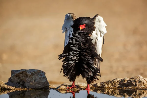 Bateleur Eagle Grooming Vooraanzicht Bij Waterpoel Kgalagadi Grensoverschrijdend Park Zuid — Stockfoto