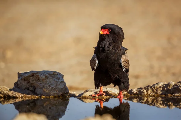 Bateleur Eagle Front View Waterhole Kgalagadi Transfrontier Park South Africa — стокове фото