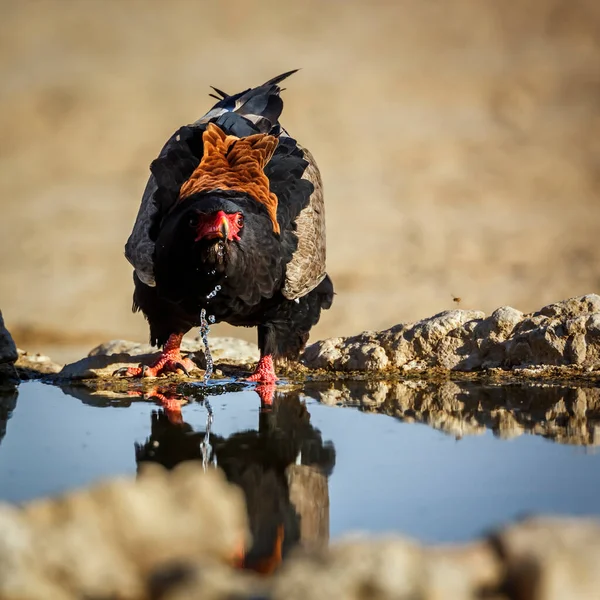 Bateleur Eagle在南非Kgalagadi跨国界公园的水坑前饮酒 Specie Terathopius Ecaudatus Family Accipitridae — 图库照片