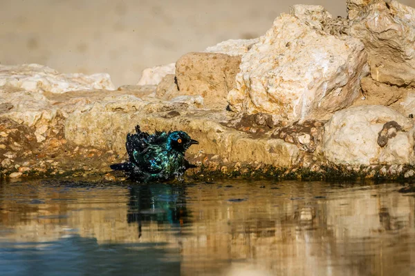 Cape Glossy Starling Banhar Waterhole Kgalagadi Parque Transfronteiriço África Sul Imagens De Bancos De Imagens