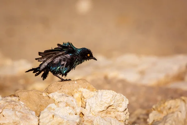 Ακρωτήριο Glossy Starling Ανακίνηση Μετά Μπάνιο Kgalagadi Διασυνοριακό Πάρκο Νότια Φωτογραφία Αρχείου