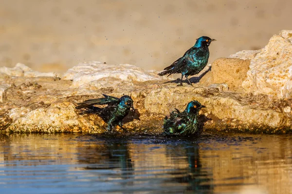 Três Cabo Glossy Starling Banhando Buraco Água Parque Transfronteiriço Kgalagadi Fotos De Bancos De Imagens Sem Royalties