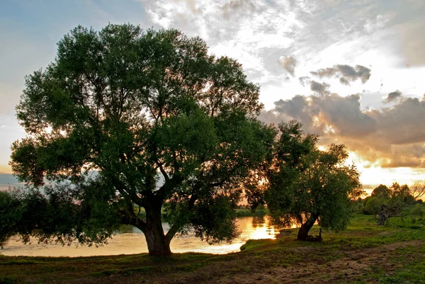 上の木、川側 — ストック写真