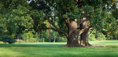 güçlü yaşlı yeşil meşe ağacının Park