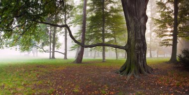 kudretli kayın ağacı sisli Park