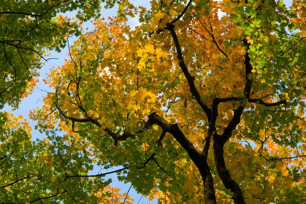 Drzewo klon z liści jesienią — Zdjęcie stockowe