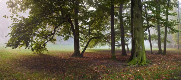 Ködös őszi park a régi bükk fa — Stock Fotó