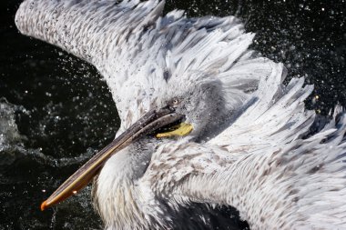 Pelikan su damlaları içinde