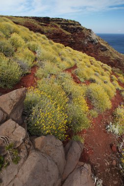 vahşi sarı çiçekleri buzlu, capraia Adası, Toskana, elba, ita