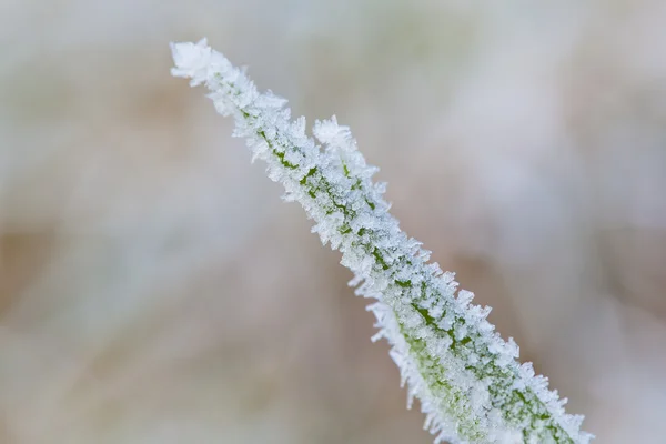 Frozen green grass at winter with blurred background — Stock Photo, Image