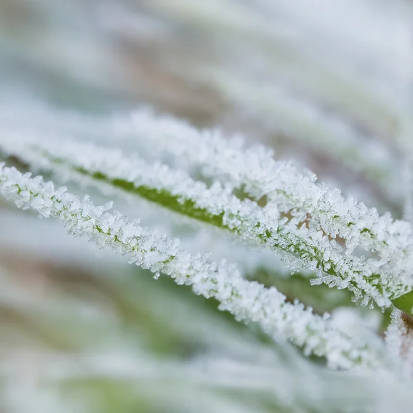 Grama verde congelada — Fotografia de Stock