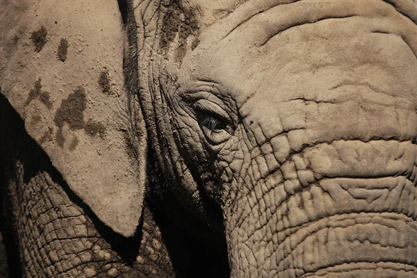 Occhio di elefante africano — Foto Stock