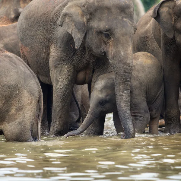 Asiática elefante bebé de pie bajo su madre en el agua — Foto de Stock